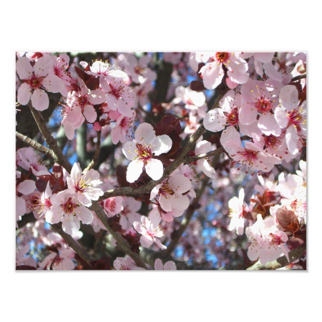 Foto Rama de flores primaverales de flores rosadas (Frente)