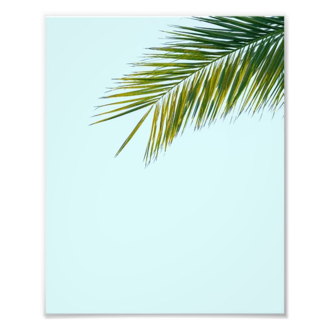 Foto rama de palmera (Frente)