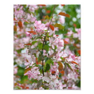 Foto Rama delicada con flores manzano