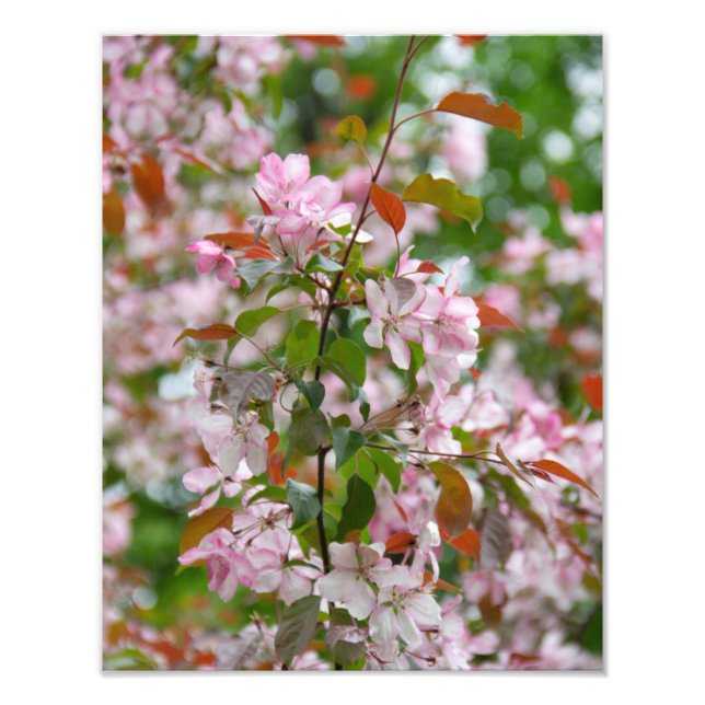 Foto Rama delicada con flores manzano (Frente)