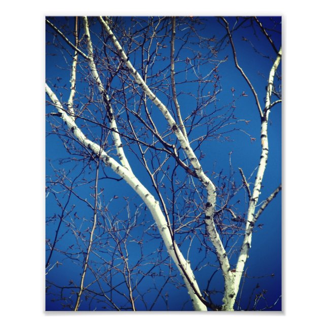 Foto Ramas de árbol birch del papel blanco contra cielo (Frente)