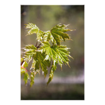 Ramia de arce verde liso con hojas pequeñas