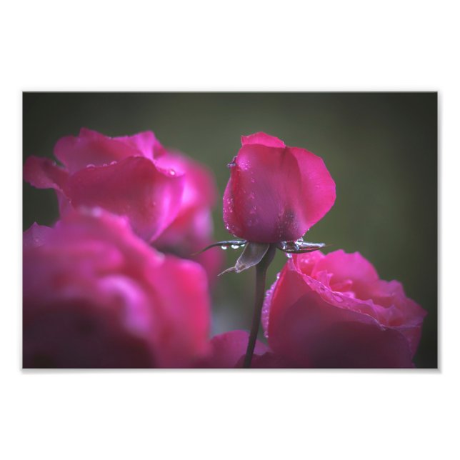 Foto Ramo de Rosas Rosadas (Paisaje) (Frente)