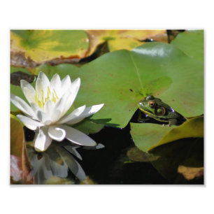 Foto Rana Admirando agua Lily Flor Lotus 8x10 Naturalez