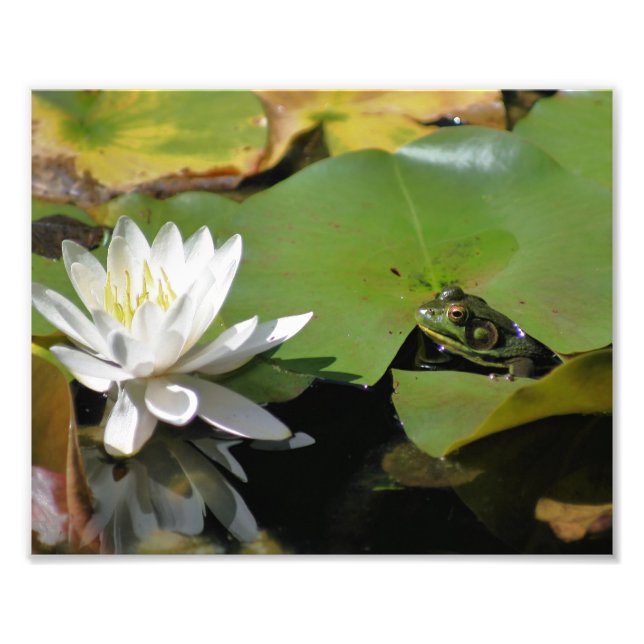 Foto Rana Admirando agua Lily Flor Lotus 8x10 Naturalez (Frente)