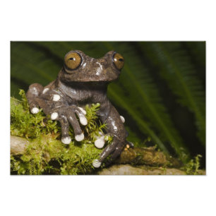 Foto Rana arborícola cautiva de Tapichalaca Hyloscirtus