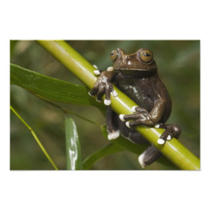 Foto Rana arborícola cautiva de Tapichalaca Hyloscirtus