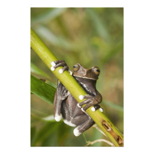 Foto Rana arborícola cautiva de Tapichalaca Hyloscirtus