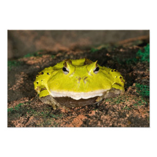 Foto Rana cornuda brasileña, Ceratophrys cornuta, 2