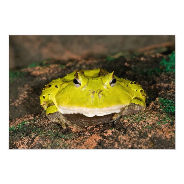 Foto Rana cornuda brasileña, Ceratophrys cornuta, 2 (Frente)