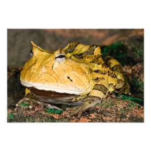 Foto Rana cornuda brasileña, Ceratophrys cornuta, 3