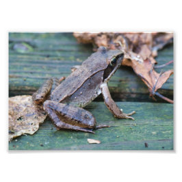 Foto Rana de madera marrón