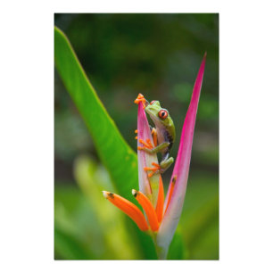 Foto rana de ojos rojos, Costa Rica