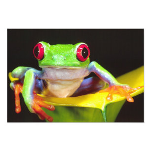 Foto Rana de ojos rojos en un lirio de cala, Agalychnis