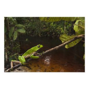 Foto Rana gigante de hoja (Phyllomedusa bicolor) 2