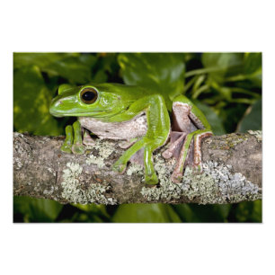 Foto Rana Gigante Voladora, Polypedates dennysi ssp,