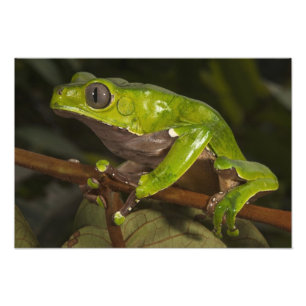 Foto Rana hoja gigante Phyllomedusa bicolor)