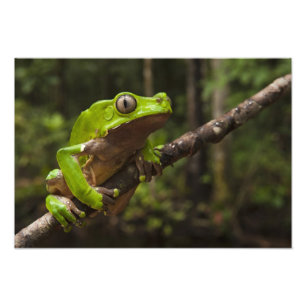 Foto rana hoja gigante Phyllomedusa bicolor)