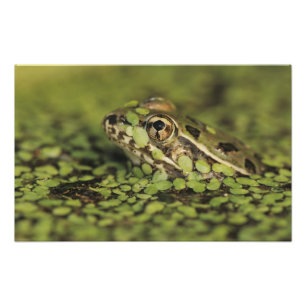 Foto Rana leopardo del Río Grande, Rana berlandieri,