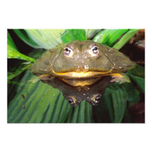 Foto Rana toro excavadora africana, Pyxicephalus