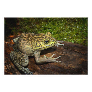 Foto Rana toro, Rana catesbeiana