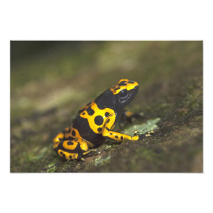 Foto Rana venenosa de bandas amarillas Dendrobates