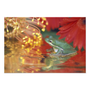 Foto Rana y reflejos entre flores. Créditos como: