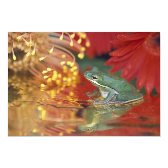 Foto Rana y reflejos entre flores. Créditos como: (Frente)