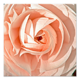Foto Ranunculus Swirl