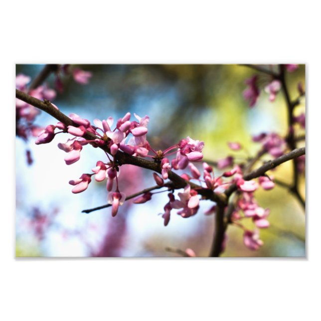Foto Rapsodia de primavera (Frente)
