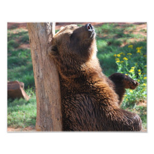 Foto Rasguño del oso