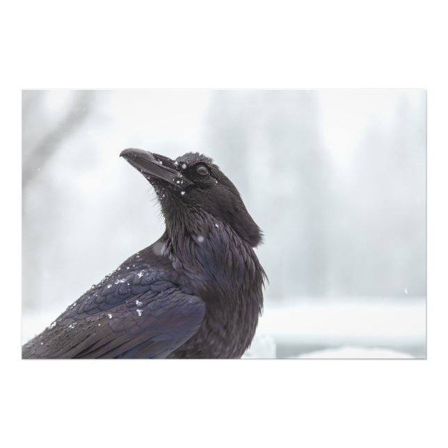 Foto Raven en la nieve (Frente)