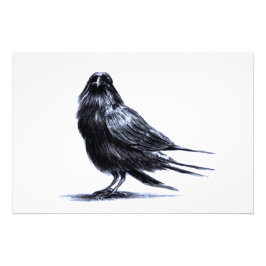 Foto Raven negro