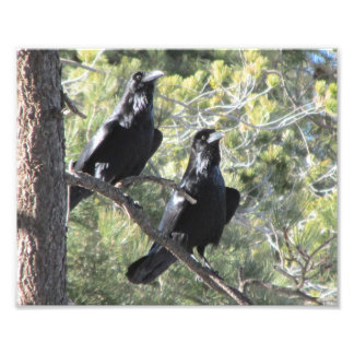 Foto Raven Pair en la montaña