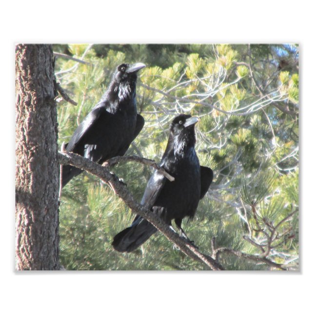 Foto Raven Pair en la montaña (Frente)