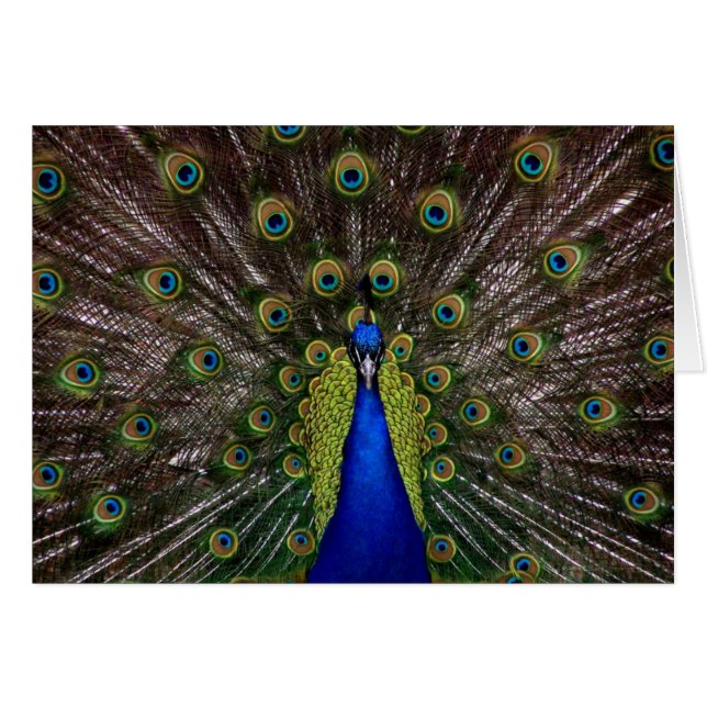 Foto real brillante del pavo real (Anverso (Horizontal))
