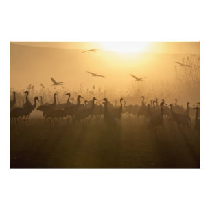 Foto Rebaño de aves en el lago Agamon HaHula, Israel