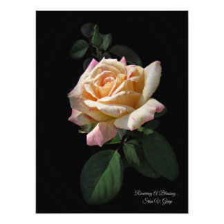 Foto Recibiendo Una Bendición... Imprimir arte Rosa por