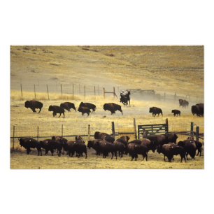 Foto Recopilación del National Bison Range en Montana
