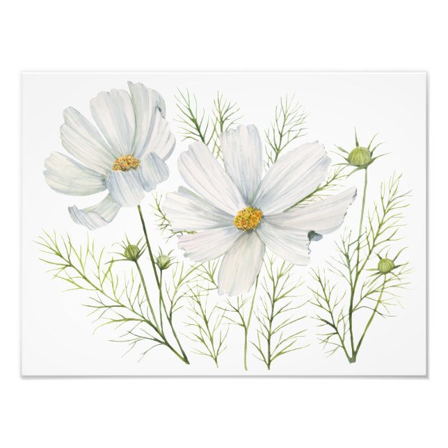 Foto Recubrimiento botánico de las flores de cosmos bla (Frente)