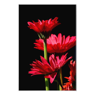 Foto Red Burgundy Gerber Daisy