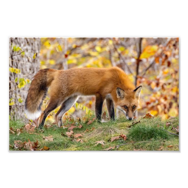 Foto Red Fox Da La Mirada (Frente)
