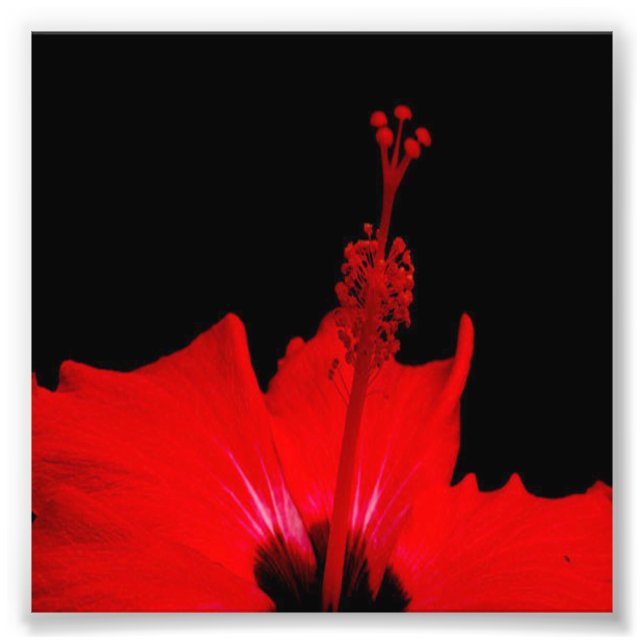 Foto Red Hibiscus (Frente)