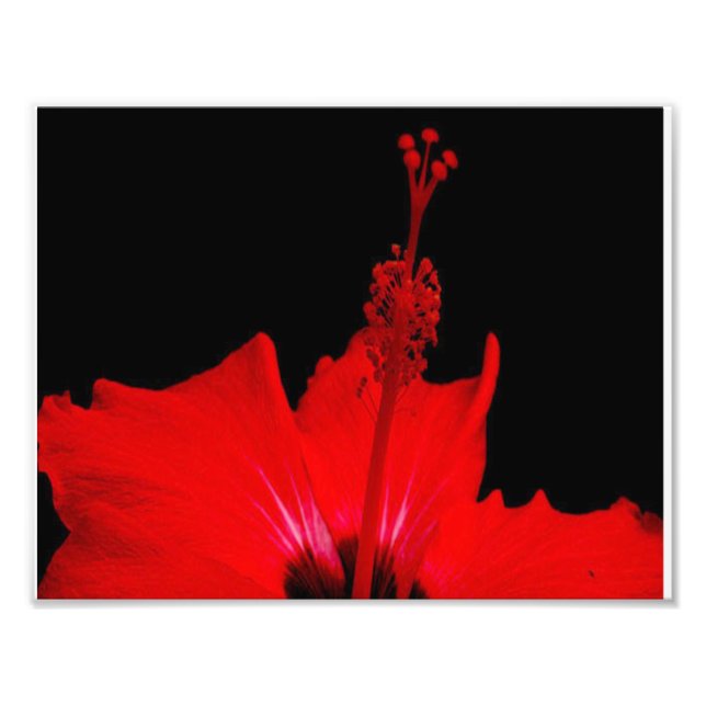Foto Red Hibiscus (Frente)