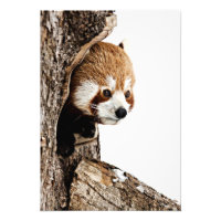 Red Panda Peek-a-Boo