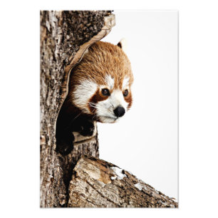 Foto Red Panda Peek-a-Boo