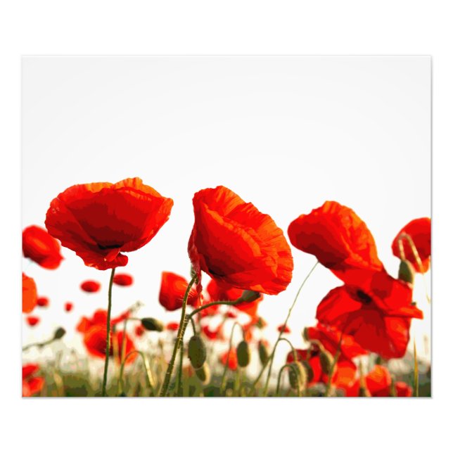 Foto Red Poppies (Frente)