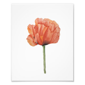 Foto Red Poppy Watercolor Botanical Print
