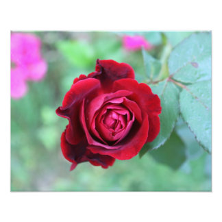 Foto Red rose