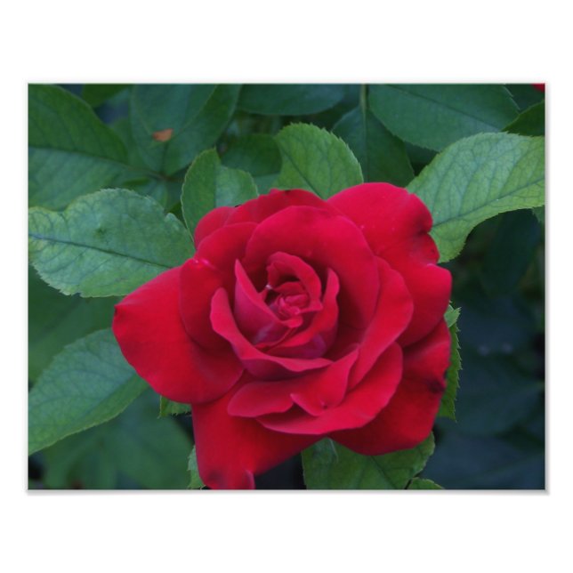 Foto Red Rose Close (Frente)